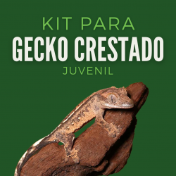 Kit Gecko Crestado Juvenil