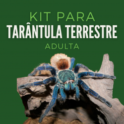 copy of Kit Cobra do Milho...