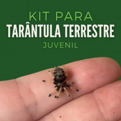 Kit Tarântula Terrestre...