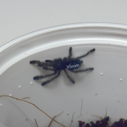 copy of Tarântula...