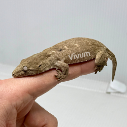 CB2025 Mt Koghis (fotografia demonstrativa)