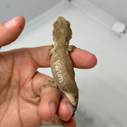 CB2025 Mt Koghis (fotografia demonstrativa)