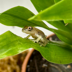 CB2025 1cm (fotografia demonstrativa)