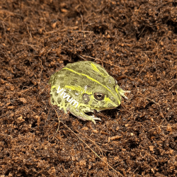 copy of Tritão Crocodilo da...