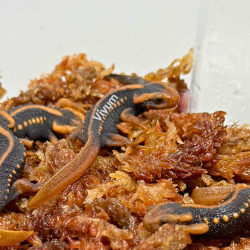 copy of Tritão Crocodilo da...