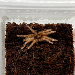 copy of Tarântula...