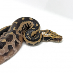 CB2025 (fotografia demonstrativa)