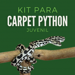 copy of Kit Mourning Gecko