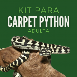 Kit Carpet Python Adulta