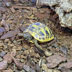 copy of Tartaruga Marginata