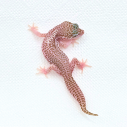 Gecko Leopardo