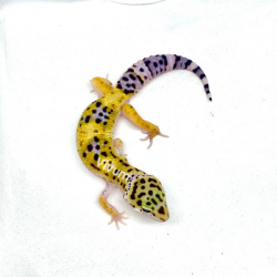 Gecko Leopardo