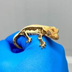 Gecko Crestado