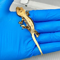 Fotografia demonstrativa