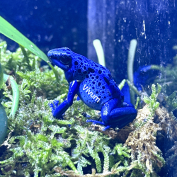 Dendrobates Tinctorius Azureus