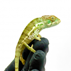 Camaleão Pantera