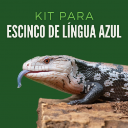 Kit Escinco de Língua Azul