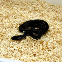 Cobra das Estepes