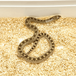 Bullsnake
