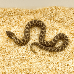Hognose Ocidental