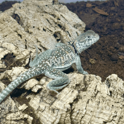 Lagarto de Colar