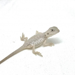 Dragão Barbudo
