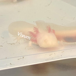 Axolote