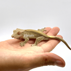 Gecko Crestado