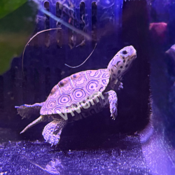 Tartaruga Diamondback