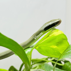 Blue Beauty Rat Snake