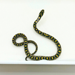 Mandarin Rat Snake