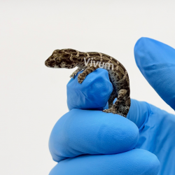 Viper Gecko