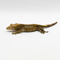 Gecko Crestado