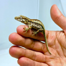 Gargoyle Gecko
