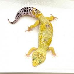 Photo of the animal