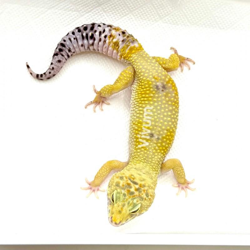 Photo of the animal