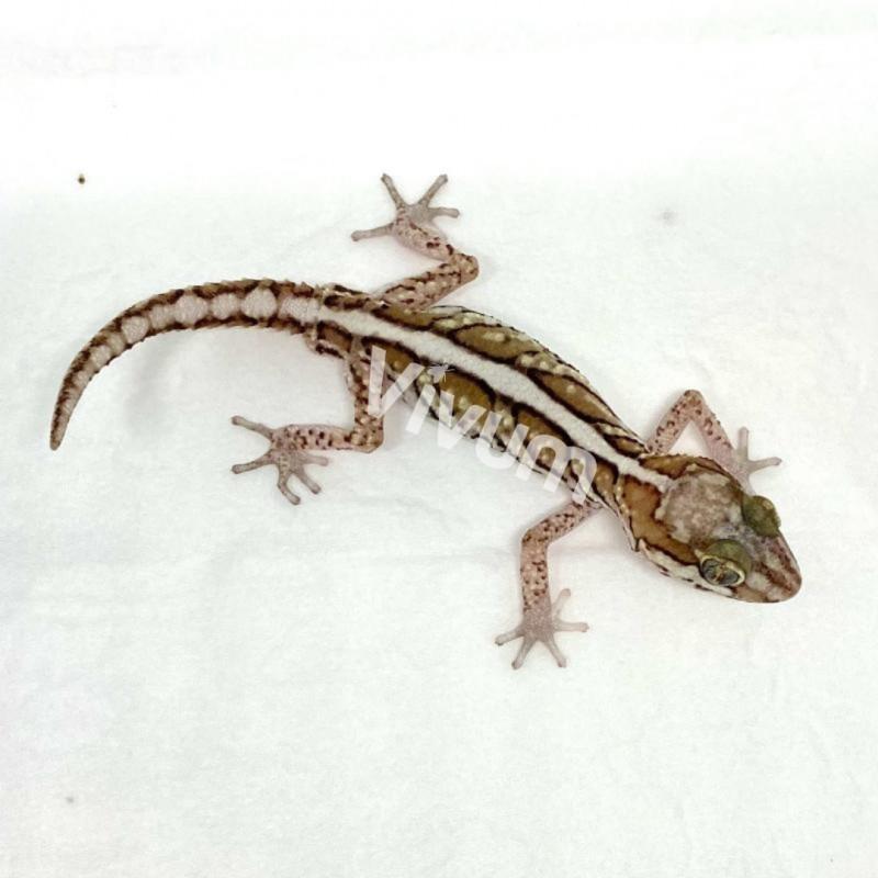 Generic photo of the species