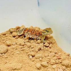 Generic photo of the species