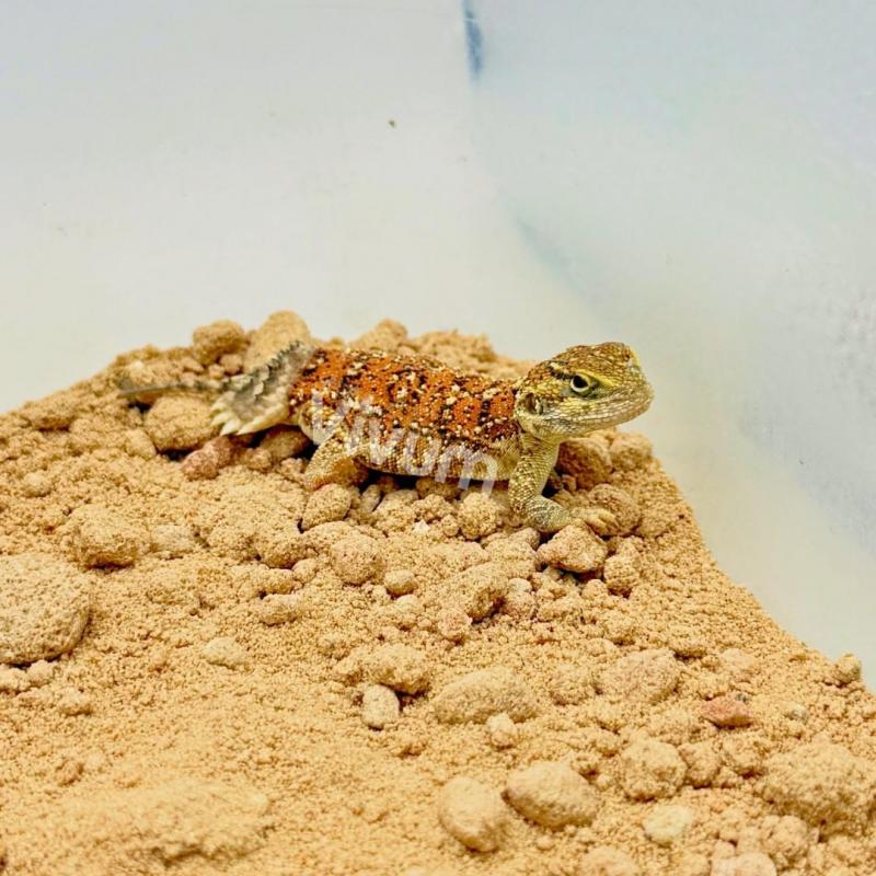 Generic photo of the species