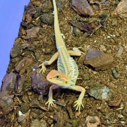 Photo of the animal