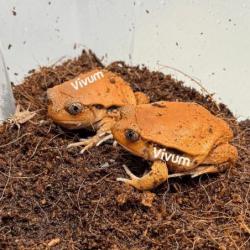 Generic photo of the species