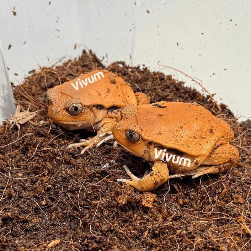 Generic photo of the species