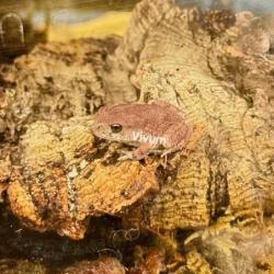 Generic photo of the species