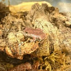 Generic photo of the species