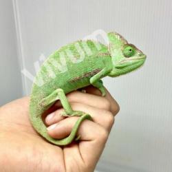 Generic photo of the species