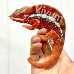 Generic photo of the species