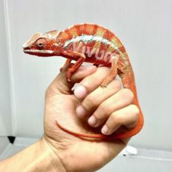 Generic photo of the species