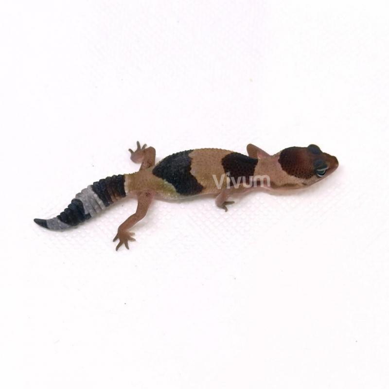 Generic photo of the species
