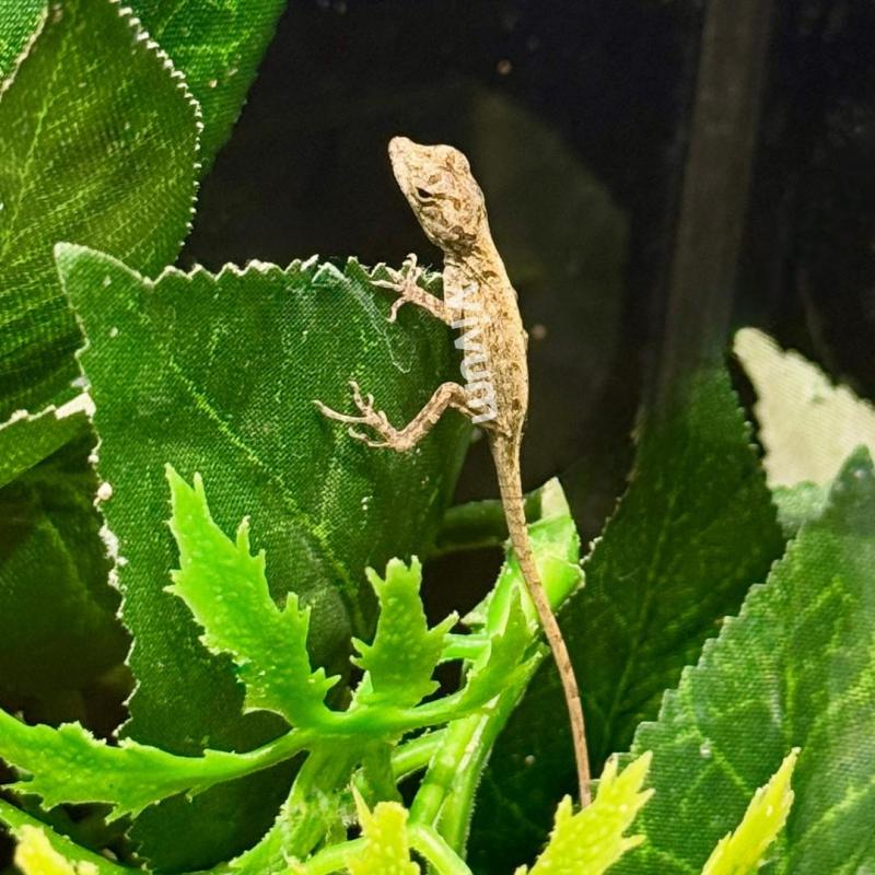 Generic photo of the species
