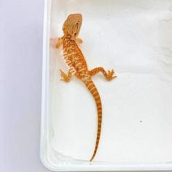 Generic photo of the morph